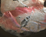 Foto del paso 6 de la receta: Bistec de cerdo en chile pasilla
