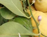 Une image de l'étape 9 de Citronade menthe fraiche citron de menton.