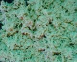 கம்பு சேமியா (Kambu semiya recipe in tamil) ரெசிபி ஸ்டேப் 2 புகைப்படம்