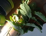 Foto langkah ke 1 dari resep Infused water mint n lemon.