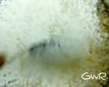 A picture of step 1 of Pearly Sago Pulav.