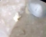 A picture of step 1 of Desi Ghee ki Choori |Recipe in Urdu 🌿🌸🌿.
