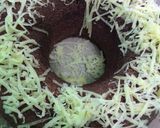 Foto langkah ke 6 dari resep Bolu Coklat Kukus.