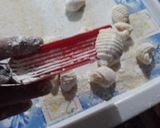Foto del paso 7 de la receta: Ñoquis caseros (29 es cuando vos tengas ganas de comerlos 😊)