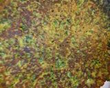 A picture of step 2 of Vegetable and Egg Omelette.