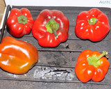 Foto del paso 8 de la receta: Cubos de papa a la mostaza con pollo y morrones asados (receta incluida)
