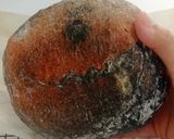 Foto langkah ke 22 dari resep Charcoal Ubi Ungu Sourdough Bread.
