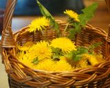 Foto langkah ke 1 dari resep Homemade Dandelion Honey.
