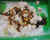 Foto langkah ke 1 dari resep Sate Ayam ala Sonia.