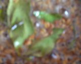 A picture of step 2 of Lauki ka Raita.