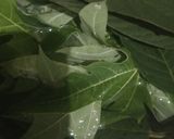 Foto langkah ke 1 dari resep Bakwan Jagung Daun Pepaya.