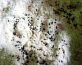 A picture of step 4 of Instant Aloo Semosas.