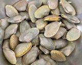 九層塔炒海瓜子的食譜步驟1照片