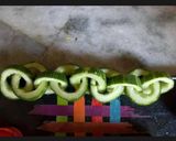 A picture of step 3 of Cucumber snail or chain...And flower salad.