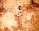A picture of step 7 of Circled fried yam wit egg.