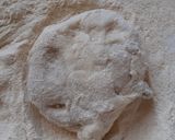 A picture of step 4 of Anda paratha.