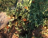 Foto del paso 1 de la receta Tomate en conserva al baño María