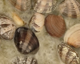 Foto del paso 9 de la receta: Alcachofas a la Plancha con Almejas en Salsa Verde