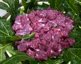 Foto langkah ke 1 dari resep Sate Maranggi Sapi dan Sambal Tomat Matah.