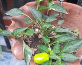 Foto del paso 1 de la receta: Aderezo de ají picante (de la mala palabra)