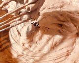Foto del paso 3 de la receta: Cheesecake de chocolate sin horno 🍫💕