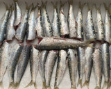 Foto del paso 2 de la receta: Sardinas al horno con orégano 🌿 y miel 🍯