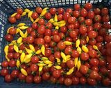 Une image de l'étape 1 de Tomates aux piments jaunes, thym, laurier et cardamome.