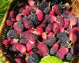 صورة لخطوة 1 من وصفة مربي التوت الاسود Blackberry Marmalade