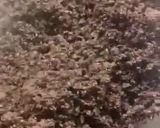 صورة لخطوة 1 من وصفة حلى الاوريو البارد