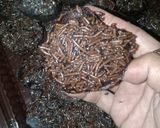 Foto langkah ke 6 dari resep Brownis ekonomis ide jualan.