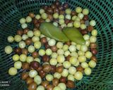 আলু-পাপড়ি চাট (aloo paari chaat recipe in Bengali) রেসিপির ধাপ 1 ছবি