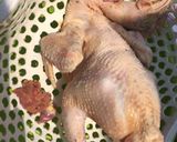 Hình bước làm 1 của món Gà tre nướng lá chuối