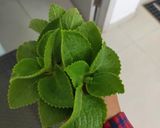 Hình bước làm 4 của món Canh chua cá Bớp