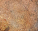Foto del paso 5 de la receta: Guiso de polenta