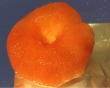 Foto del paso 2 de la receta: Codornices guisadas