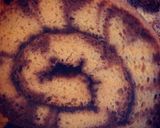 Foto langkah ke 16 dari resep Bolu Gulung Hurricane / Hurricane Swiss Roll.