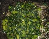 A picture of step 4 of Spanish grenish kabab.