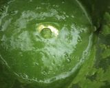 दाल पालक ढोकला (Dal Palak Dhokla recipe in Hindi) रेसिपी चरण 4 फोटो