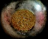 A picture of step 3 of Kerala kadala curry.