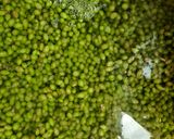 A picture of step 2 of Homemade Verjuice (Abghooreh) – Boiled Method.