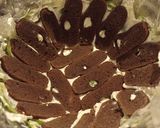 Kivis joghurttorta recept fázis 8 fotója