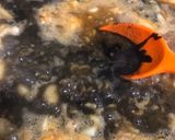 Foto del paso 14 de la receta: Fideuà negra, al estilo de Gandía