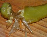 Foto del paso 6 de la receta: Ají relleno