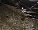 صورة لخطوة 1 من وصفة مندي دجاج بقدر الضغط 😋