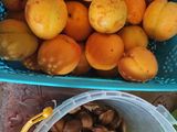 عصير المشماش ذوق خيالي