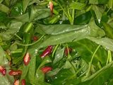 Tumis kangkung Terasi