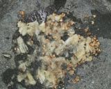 Foto langkah ke 1 dari resep Sop sarang burung walet.