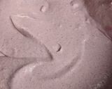 Une image de l'étape 4 de Verrines à la fraise et au spéculoos.