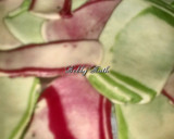 A picture of step 15 of Multi layered beet spinach crackers.
