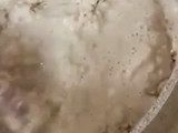 طريقة اللحوح اليافعي